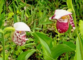 Cypripedium guttatum