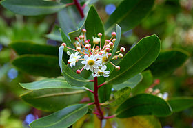 Flores de Drimys winteri