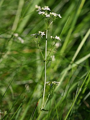 Description de l'image Galium harcynicum.jpeg.