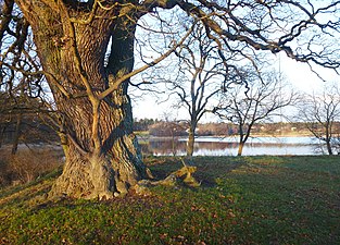 Gråviken vid Hustegaholm.