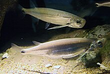 Macrochirichthys macrochirus.jpg