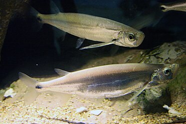 Sword Minnow Macrochirichthys macrochirus