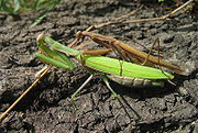 交尾中的薄翅螳（Mantis religiosa），上方褐色者为雄虫，下方绿色者为雌虫。