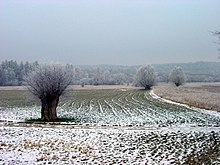 Maschwander Allmend (Rüssspitz, 2006)