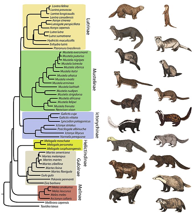 Árbol filogenético de Mustelidae. Contiene 53 de las 56 especies reconocidas de mustélidos.[1]​