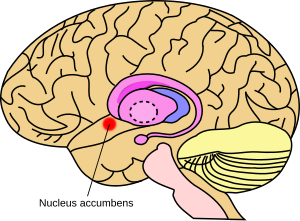 Nucleus accumbens (septi)