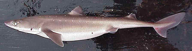 Spiny dogfish