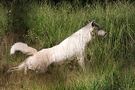 A stretching wolf