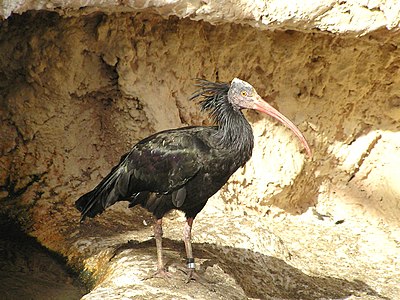 oiseau devant un rocher