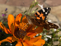 Tortoiseshell on a Marigold