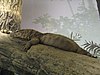 Gelbwaran (Varanus flavescens)