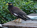 Pásztormejnó (Acridotheres tristis)