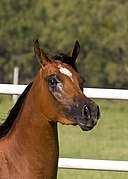 Caballo con un "lucero"