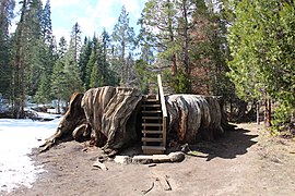 Mark Twain Stump, March 2016