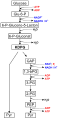 Figure 2: Entner- Doudoroff pathway