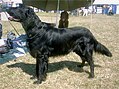 Flat-Coated Retriever