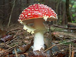 Légyölő galóca (Amanita muscaria)