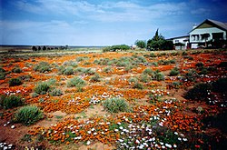 Blomme in Augustus en September.