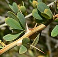 Blad og torner hos Fouquieria columnaris