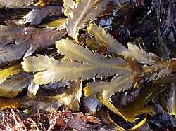 Fucus serratus.