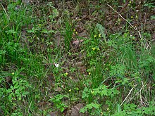 Station de Gagée à spathe montrant des individus fleuris et d'autres non.