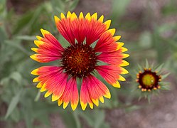 Gaillardia in Aspen (91273)