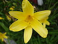 Hemerocallis lilioasphodelus