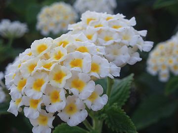 White flowers