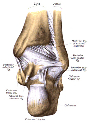 Fibula