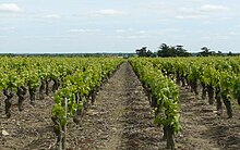 Rangs de vigne de Muscadet aux alentours du mois de juin