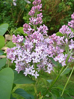 Pihasyreeni (Syringa vulgaris)