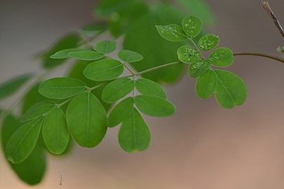 മുരിങ്ങയില