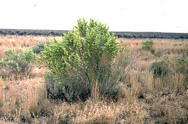 Four-winged saltbush (Atriplex canescens)