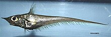 Blackfin grenadier ( Caelorinchus caribbaeus ).jpg