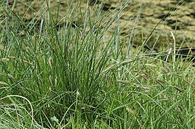 Carex rostrata