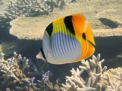 Chaetodon falcula