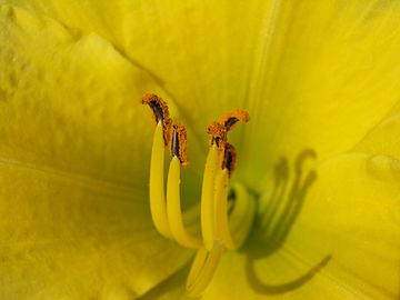 Estames de um "lírio-de-dia" (Hemerocallis), fortemente carregada de pólen.