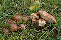 Fastberingter Ritterling Tricholoma fracticum