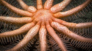 Freyella elegans observée in situ à grande profondeur par la mission Okeanos Explorer