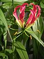 The flame lily, national flower of Zimbabwe