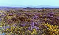 Image 72Heathland at Woodbury Common in south east Devon (from Devon)