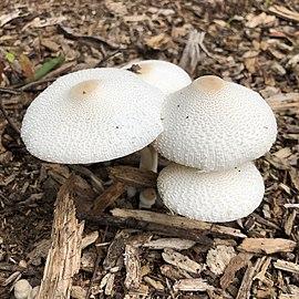 Leucocoprinus cepistipes