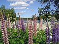 Hagelupin Lupinus polyphyllus