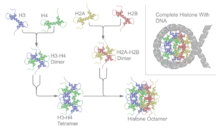 Nucleosome assembly