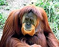 Sumatran Orangutan