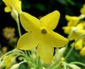 Primula florindae