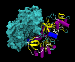 3-Ketosäure–CoA-Transferase 1