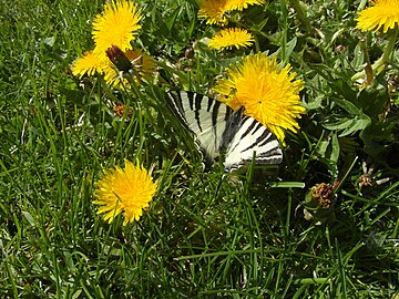 Swallow tail