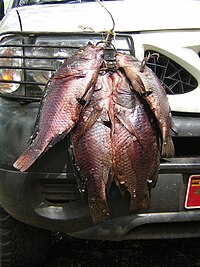 Tilapia as a food fish.