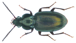 Abacetus politulus